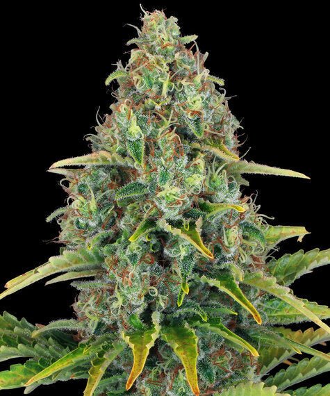 BLUE CHEESE AUTO STRAIN - SeedySide