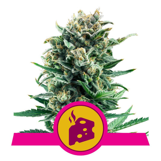 BLUE CHEESE STRAIN - SeedySide