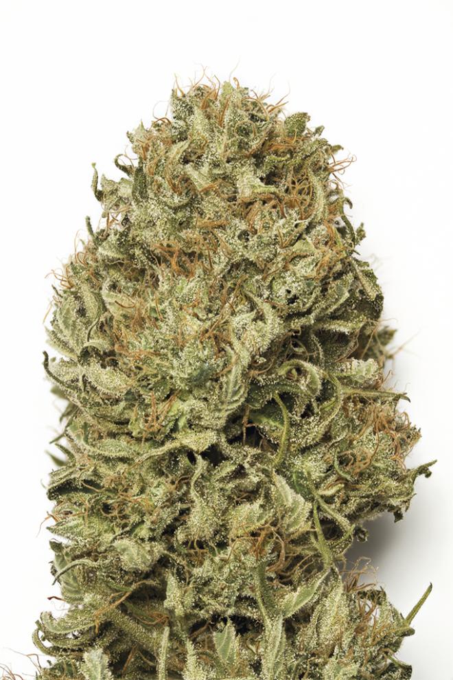 BLUE DREAM AUTO STRAIN - SeedySide