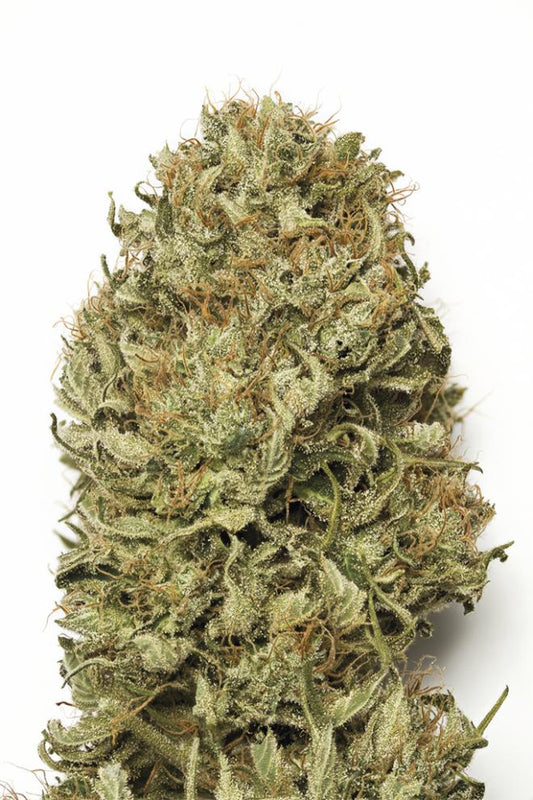 BLUE DREAM AUTO STRAIN - SeedySide