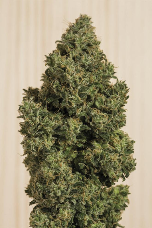 BLUE DREAM CBD AUTO STRAIN - SeedySide