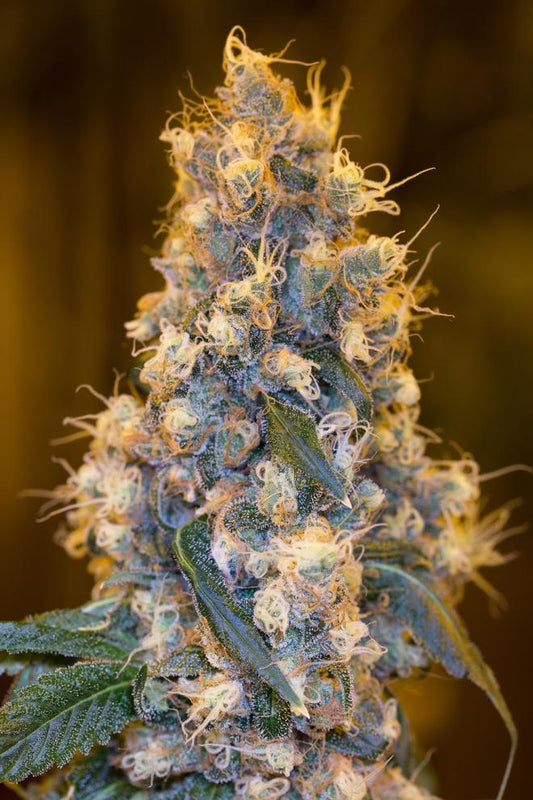 BLUE FIRE STRAIN