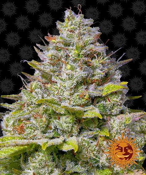 BLUE GELATO 41 STRAIN - SeedySide