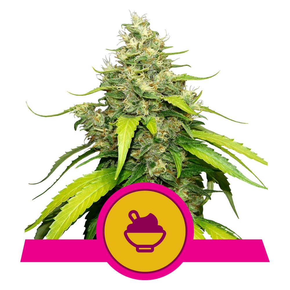 BLUE GELATO STRAIN - SeedySide
