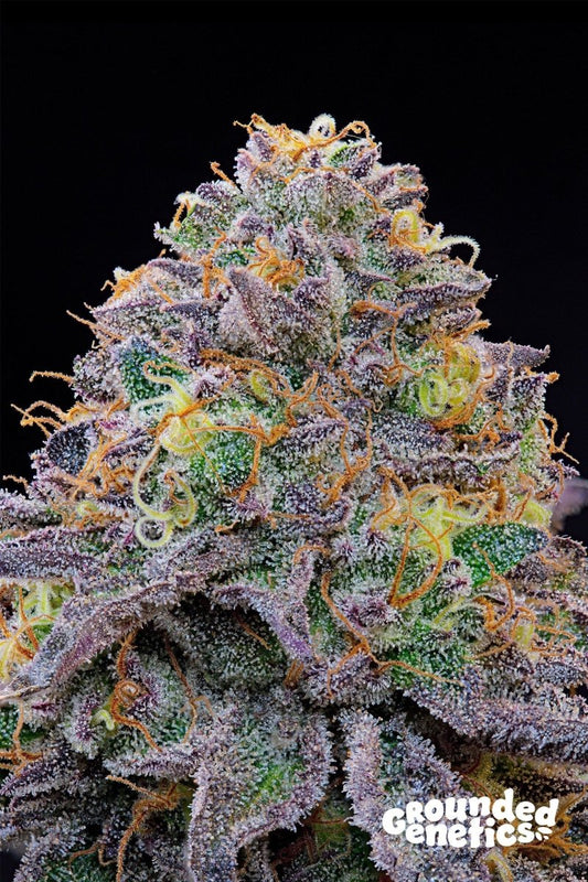 BLUE GELONADE CAVIAR LIME X BLUCCI STRAIN - SeedySide