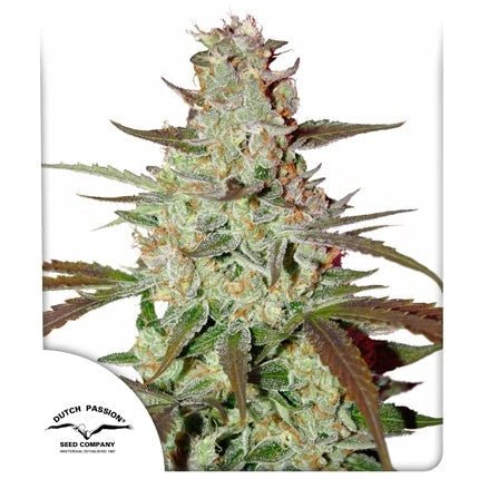 BLUE MAZAR AUTO STRAIN - SeedySide