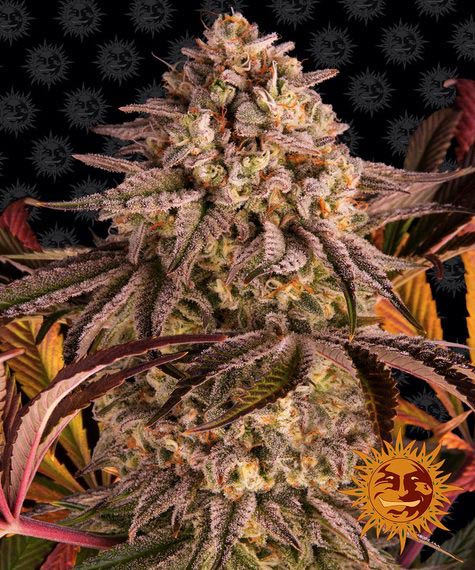 BLUE SUNSET SHERBERT STRAIN - SeedySide