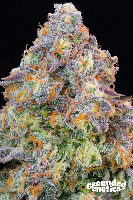 BLUE ZLIME ZYRUP OG X BLUCCI STRAIN - SeedySide