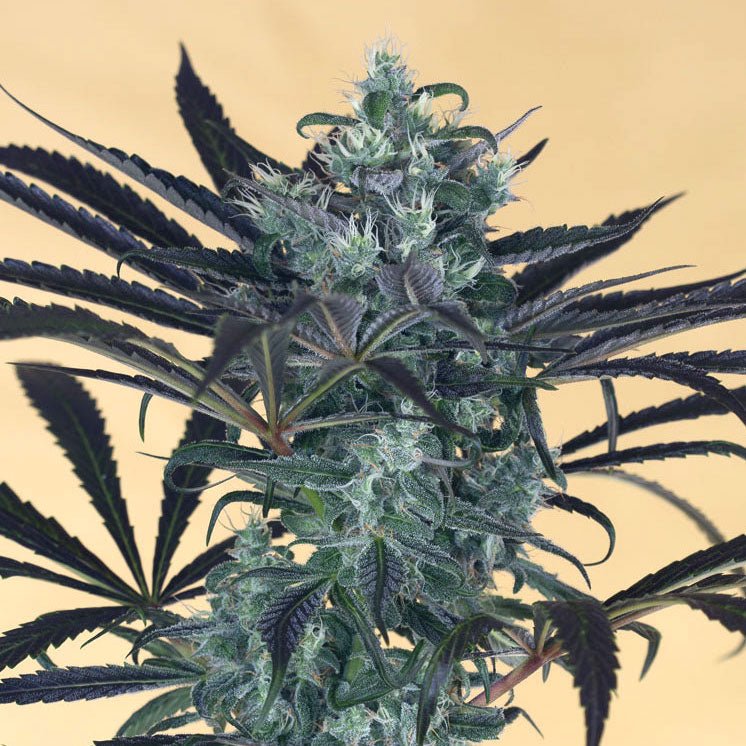 BLUEBERRY HEADBAND STRAIN - SeedySide
