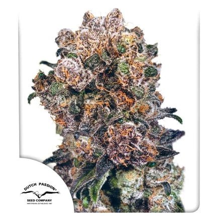 BLUEBERRY STRAIN - SeedySide