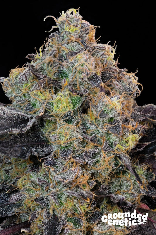 BLUEBERRY ZKUNK ZKUNK X BLUCCI STRAIN - SeedySide