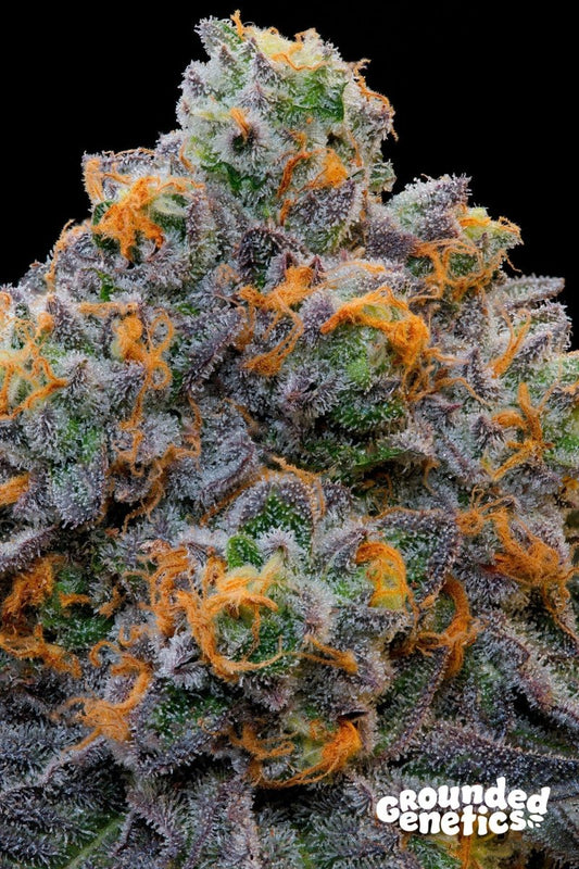 BLUZCOTTI ZOAPSCOTTI X BLUCCI STRAIN - SeedySide