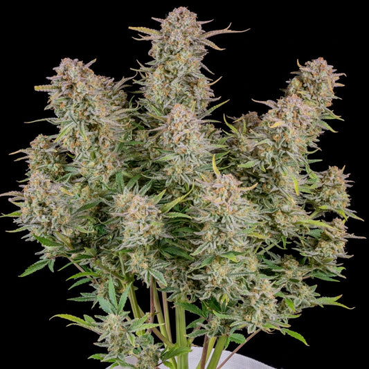 BRUCE BANNER AUTO STRAIN - SeedySide