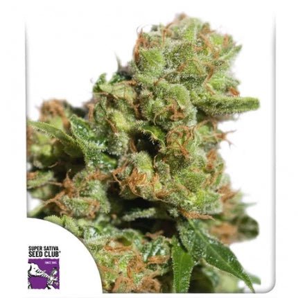 BRUCE LEMON DIESEL AUTO STRAIN - SeedySide