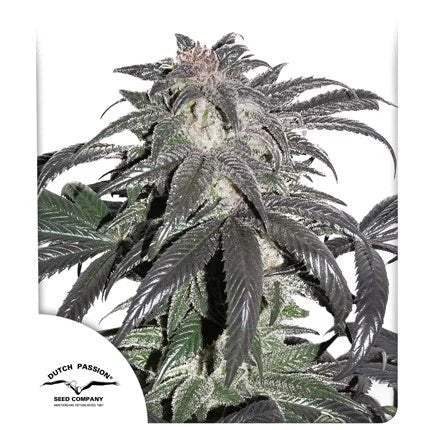 BUBBA ISLAND KUSH STRAIN - SeedySide