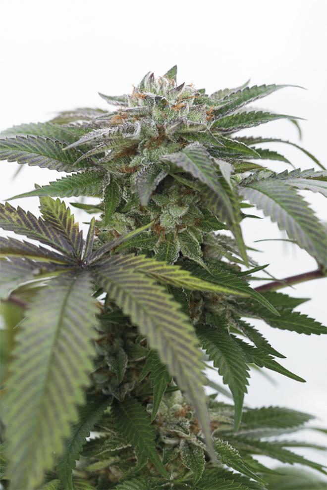 BUBBA KUSH 2.0 STRAIN - SeedySide