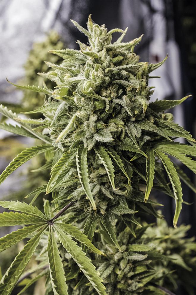 BUBBA KUSH AUTO STRAIN - SeedySide