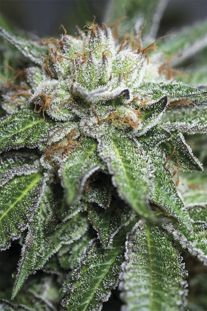 BUBBA KUSH REGULAR STRAIN - SeedySide