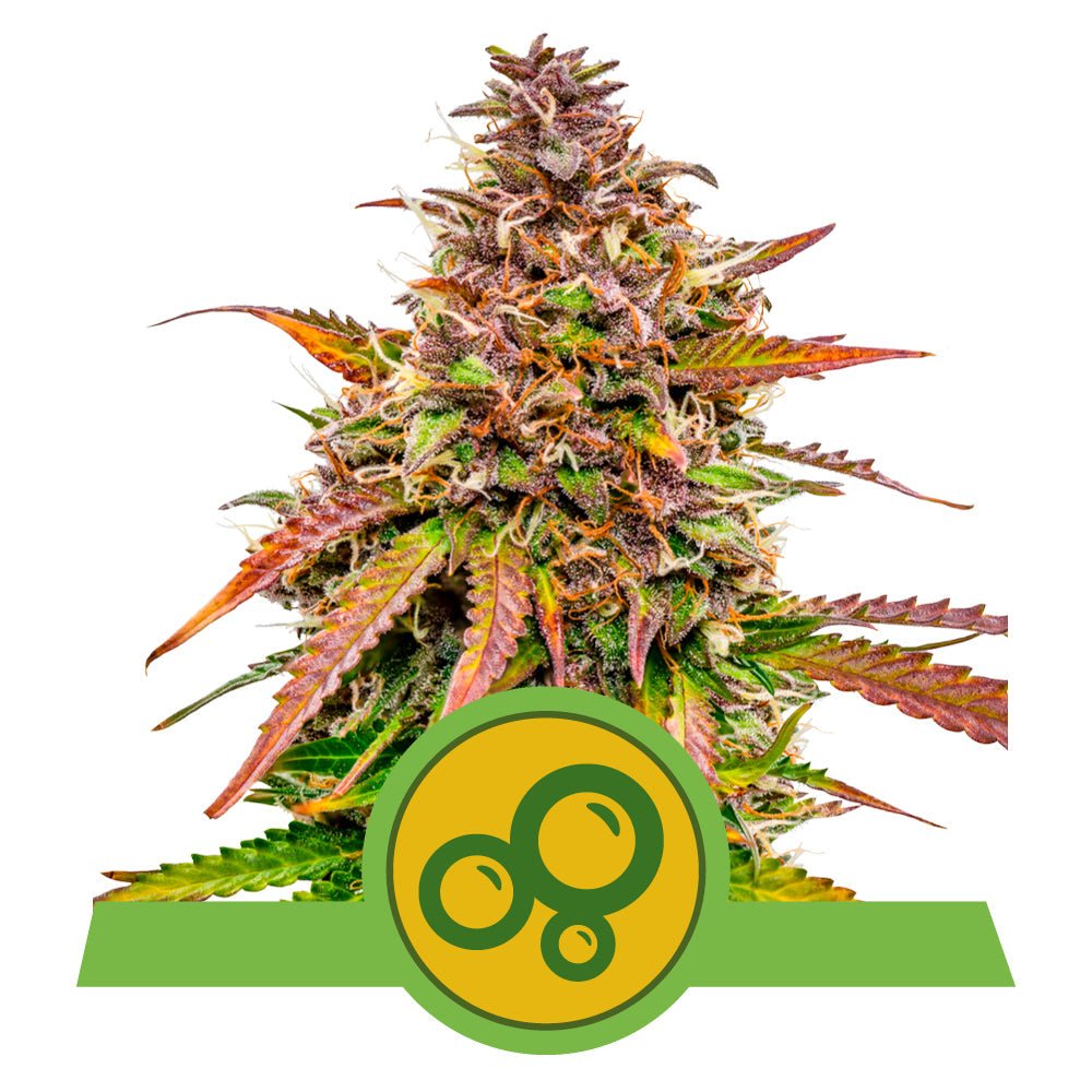 BUBBLE KUSH AUTO STRAIN - SeedySide