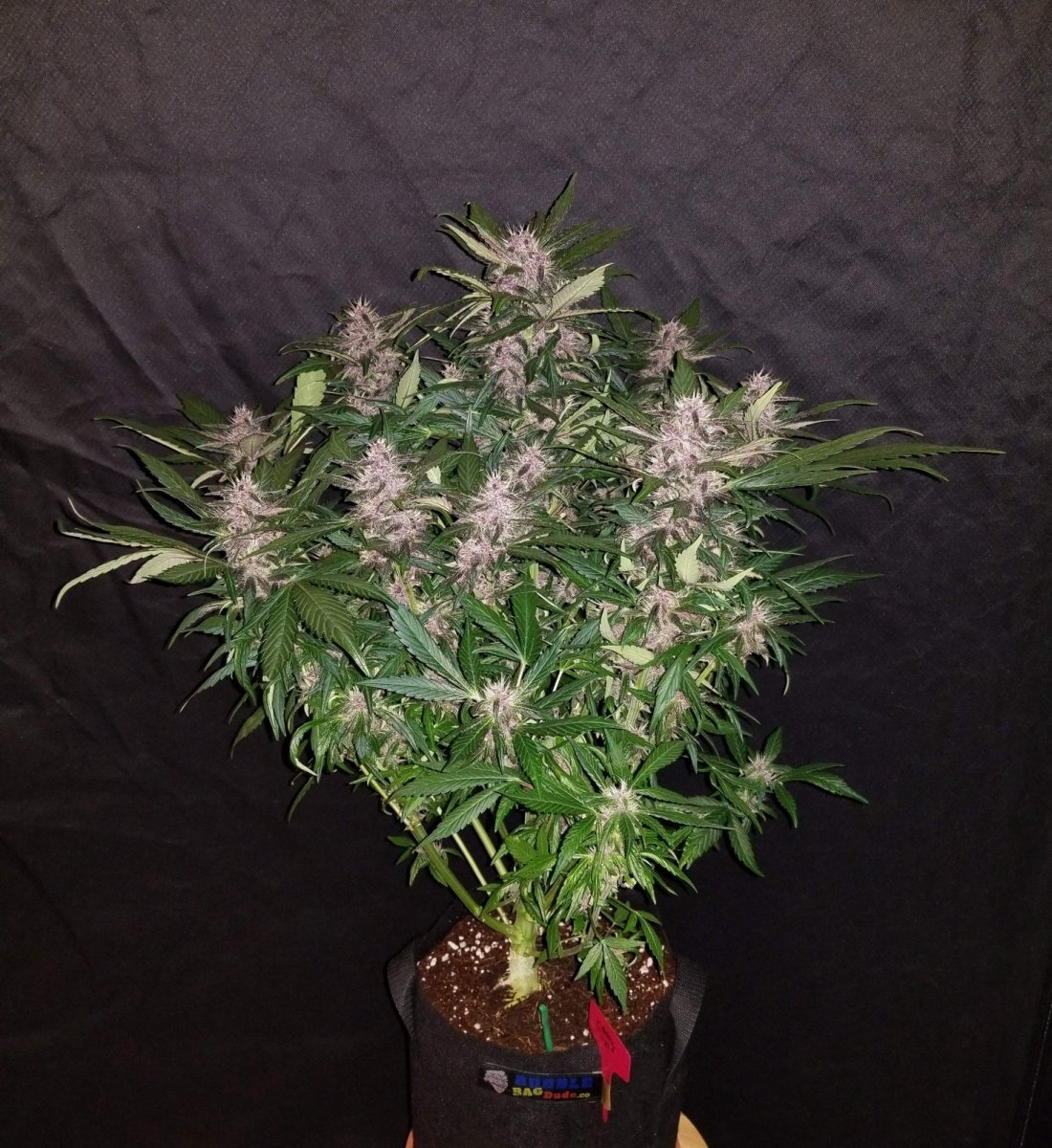 C4 AUTO STRAIN - SeedySide