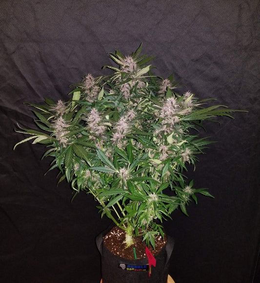 C4 AUTO STRAIN - SeedySide