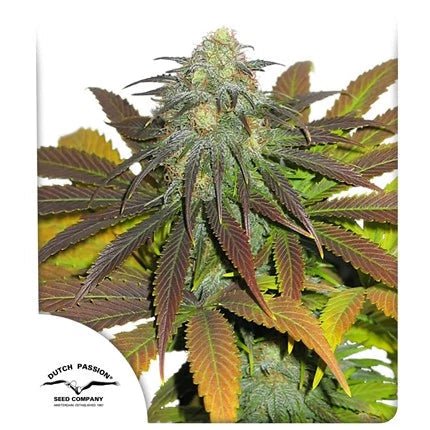 CALIFORNIAN ORANGE STRAIN - SeedySide