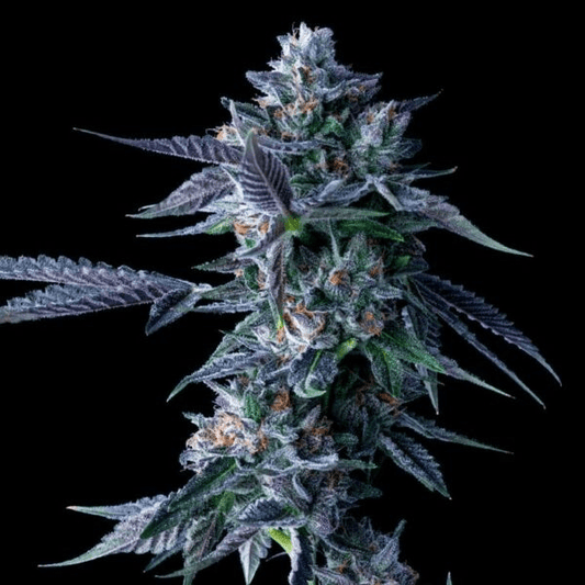 CANNALOPE HAZE STRAIN - SeedySide