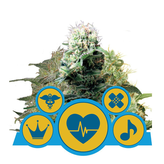 CBD MIX CBD STRAIN - SeedySide