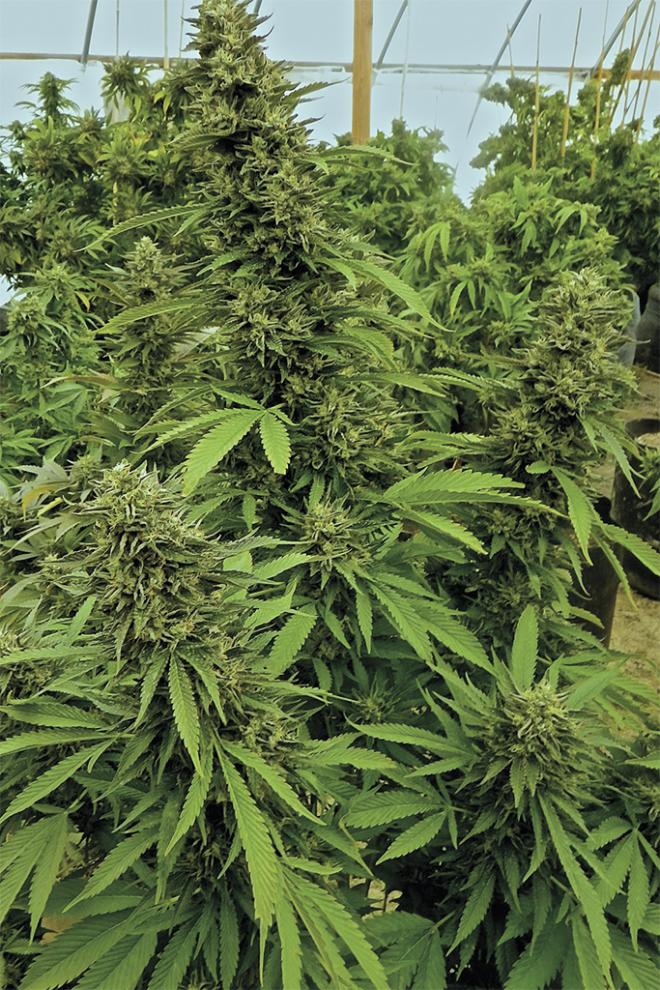 CHEMDAWG STRAIN - SeedySide