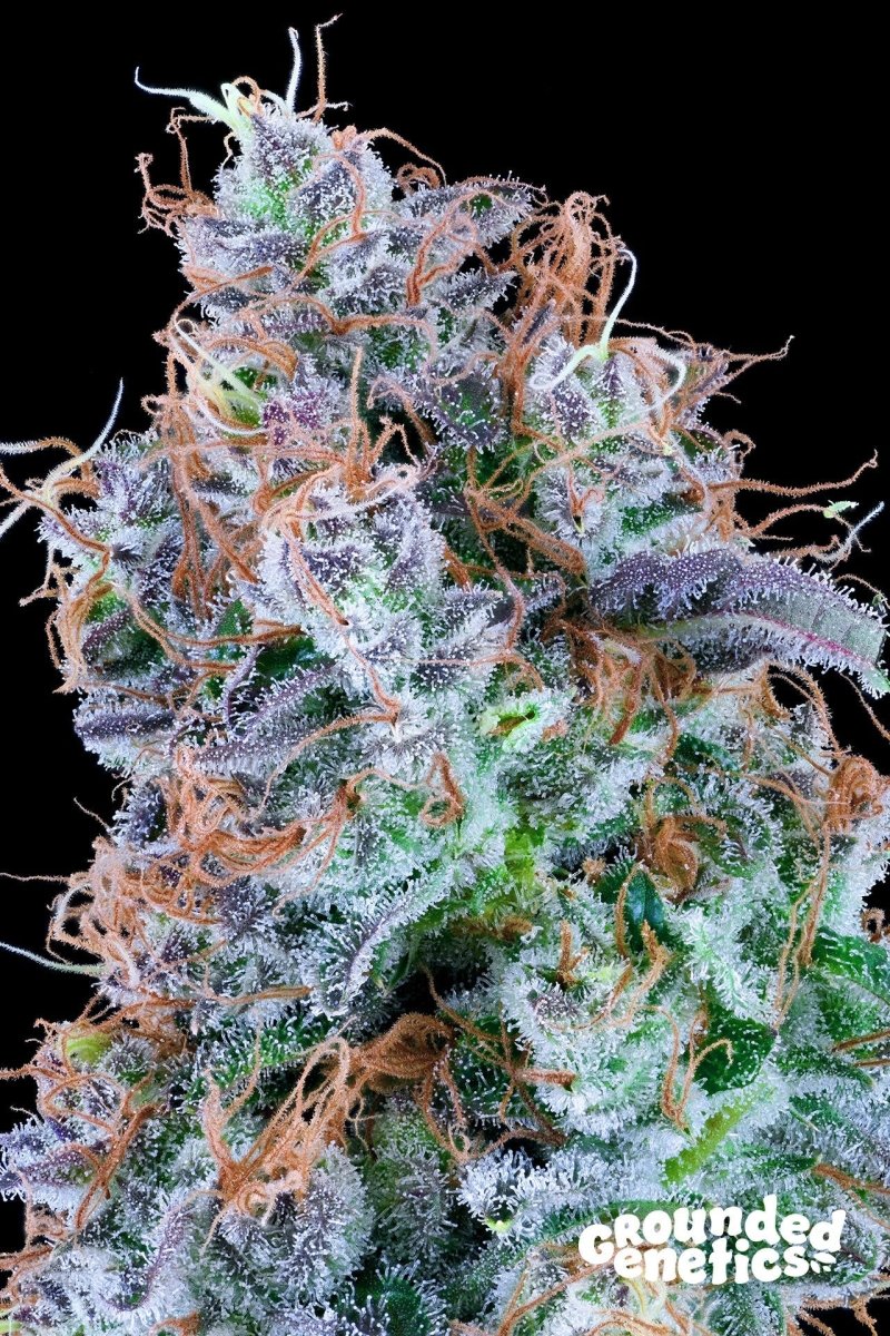 CHEMIKAZE STRAIN - SeedySide