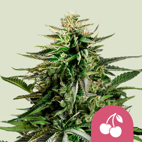 CHERRY PIE STRAIN - SeedySide