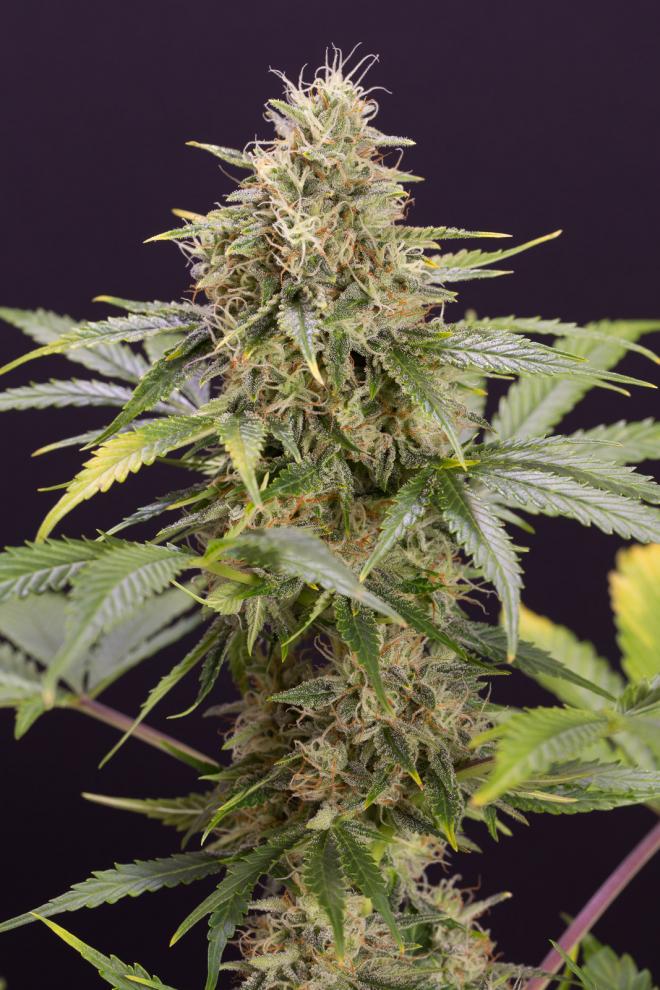 CHOCOLATE MINT OG STRAIN - SeedySide
