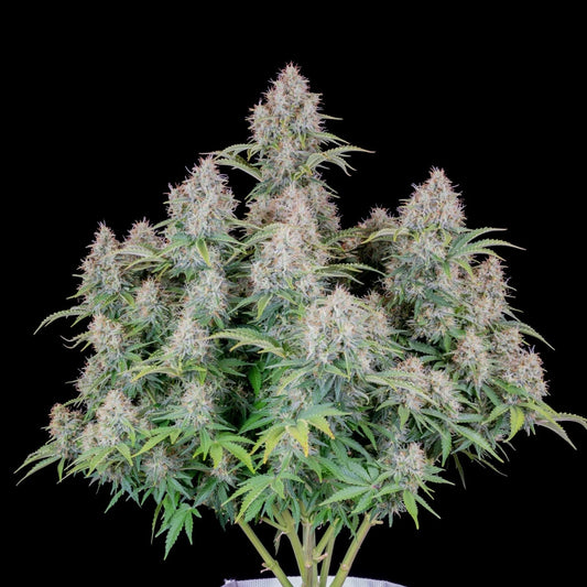 CINDERELLA AUTO STRAIN - SeedySide