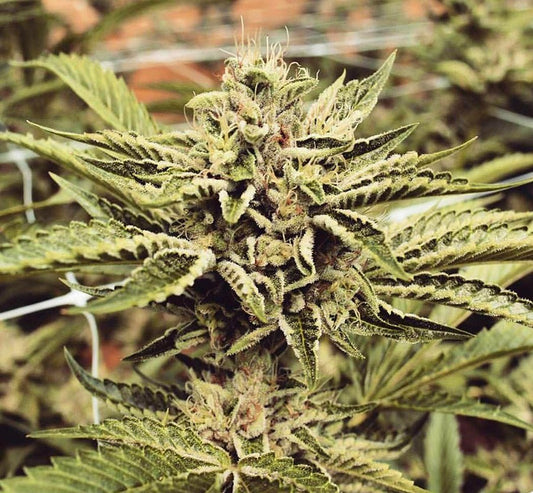 CINNAMON BUDDHA OG STRAIN - SeedySide