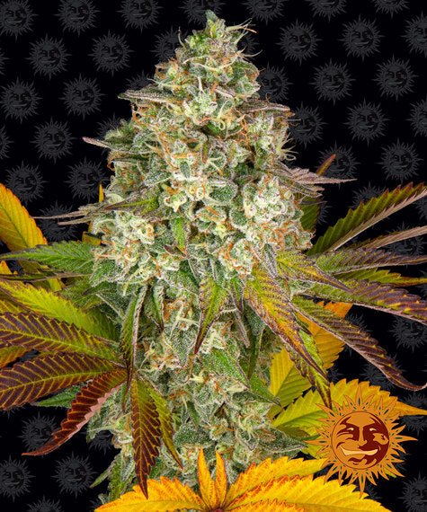 COOKIES KUSH AUTO STRAIN - SeedySide