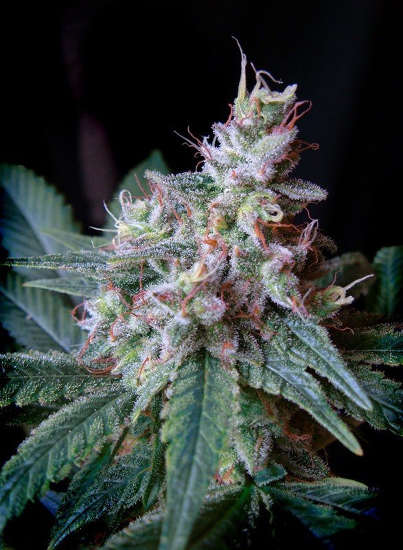 CREAM CARAMEL F1 FAST VERSION STRAIN - SeedySide