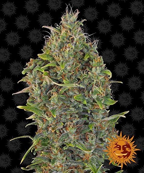 CRITICAL KUSH AUTO STRAIN - SeedySide