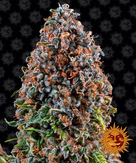 CRITICAL KUSH STRAIN - SeedySide
