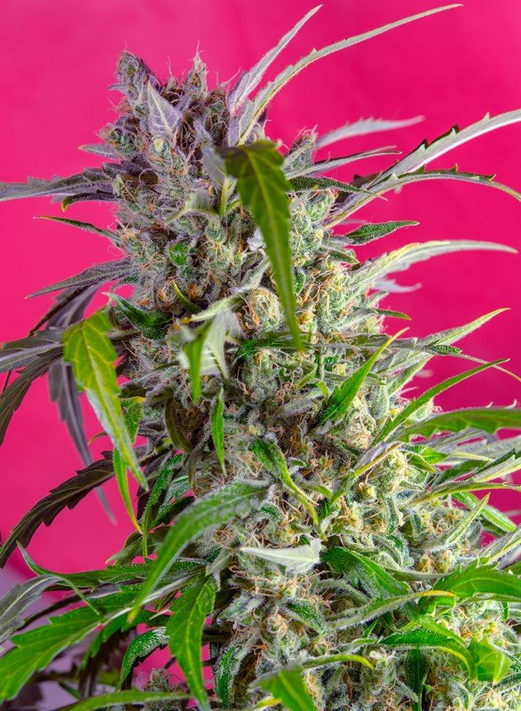 CRYSTAL CANDY AUTO STRAIN - SeedySide