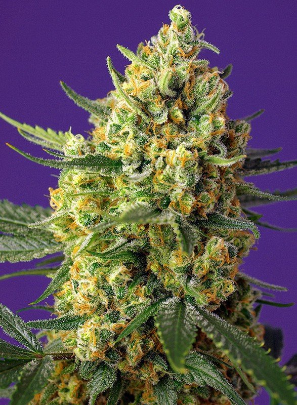 CRYSTAL CANDY XL AUTO STRAIN - SeedySide