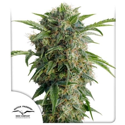 DAIQUIRI LIME AUTO STRAIN - SeedySide