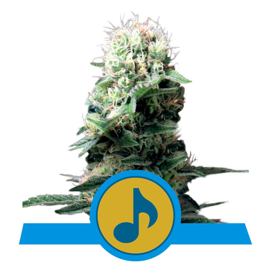 DANCE WORLD CBD STRAIN - SeedySide