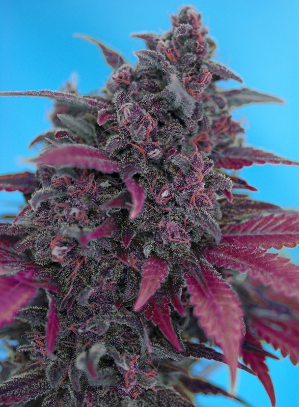 DARK DEVIL AUTO STRAIN