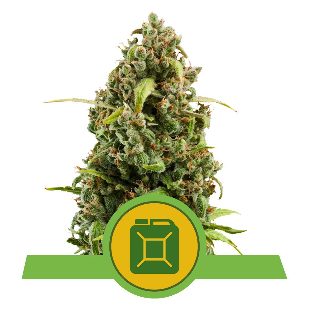 DIESEL AUTO STRAIN - SeedySide