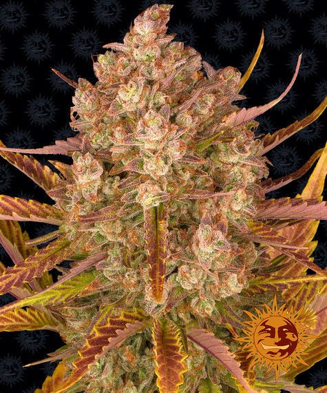 DOS SI DOS AUTO STRAIN - SeedySide