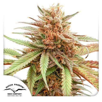DURBAN DEW STRAIN - SeedySide