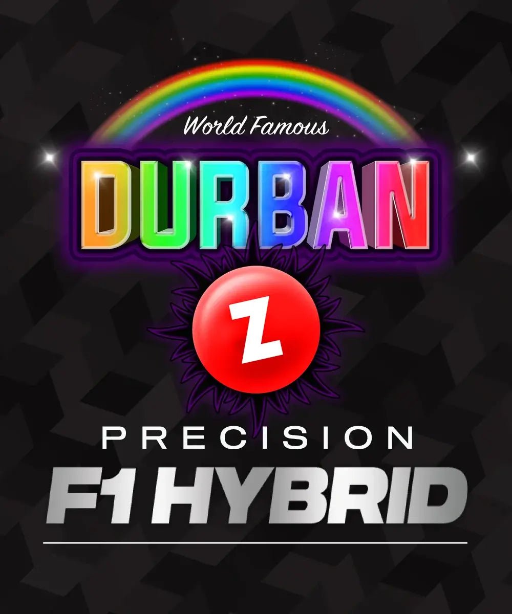 DURBAN Z STRAIN - SeedySide
