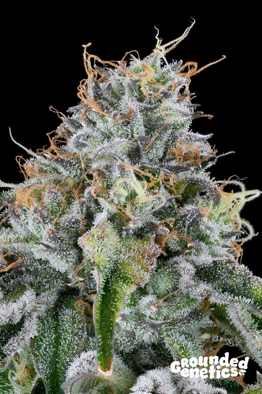 EASY MONEY (OG KUSH X ZUNAMI) STRAIN - SeedySide