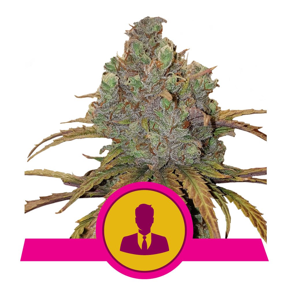 EL PATRON STRAIN - SeedySide