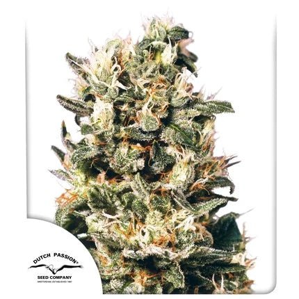 EUFORIA STRAIN - SeedySide